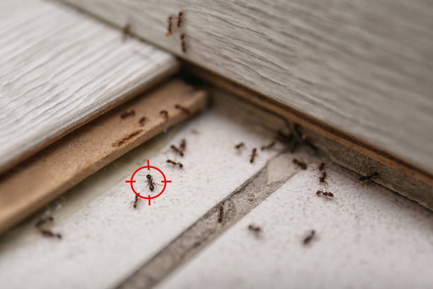 Best Bed Bug Extermination  in High Springs, FL